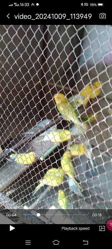 Budgies 2