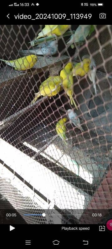 Budgies 3