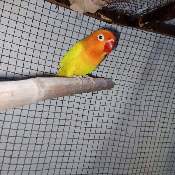 lutino pasanata ,blue pastal and other birds available 1 peice 1300 0