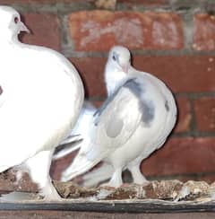 English fantail Lakkay pigeons breeder pair healthy active