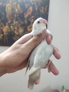 blue pallid lovebird for sale