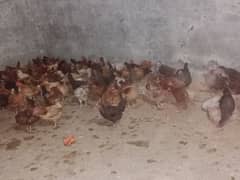 Desi Hens