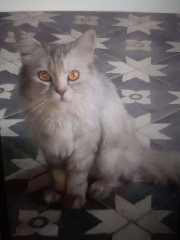 cata age 3 months Persian cat 0