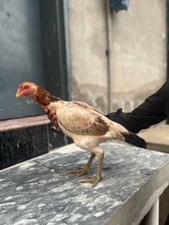 female new hens