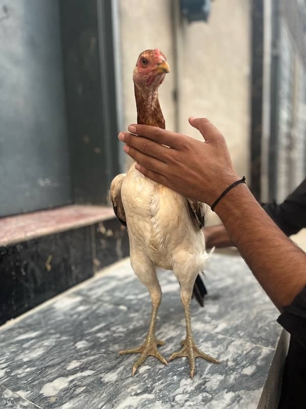 female new hens 3