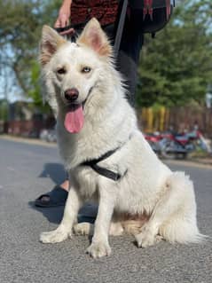 Siberian Husky Dog