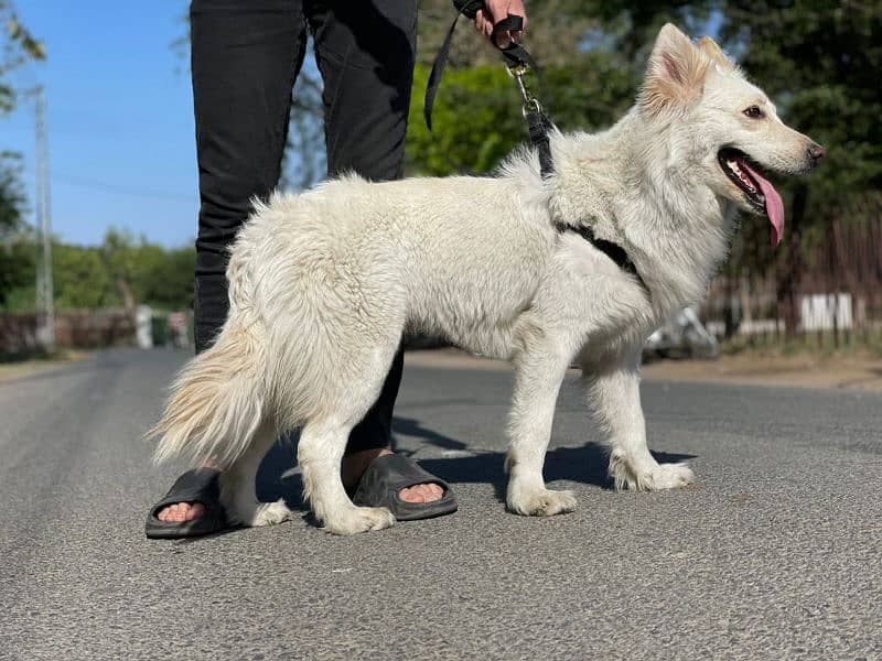 Siberian Husky Dog 1