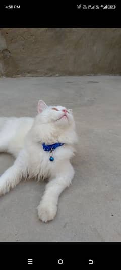 Male Cat For Sale 5000 Price Kam Ho jaegi Delivery all Over Pakistan