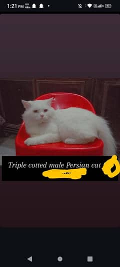 Male persian fluffy cat