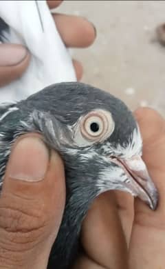 beautiful pigeon for sale and other pigeon available hini03004842453