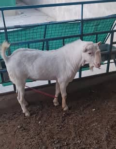 full gulabi teddy bakra(bakri breeder) tedda goat