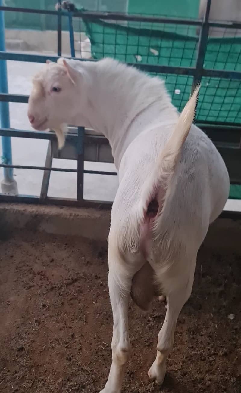 full gulabi teddy bakra(bakri breeder) tedda goat 1