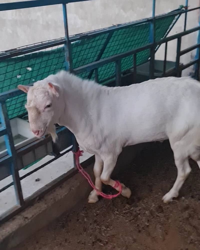 full gulabi teddy bakra(bakri breeder) tedda goat 2