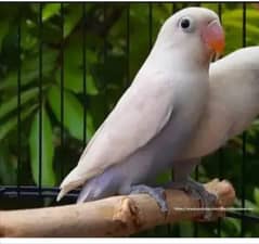 LATINO, PASTEL,FISHER,BIG EYES,LOVE BIRDS BREADER PAIRS FOR SALE