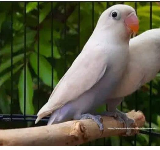 LATINO, PASTEL,FISHER,BIG EYES,LOVE BIRDS BREADER PAIRS FOR SALE 0