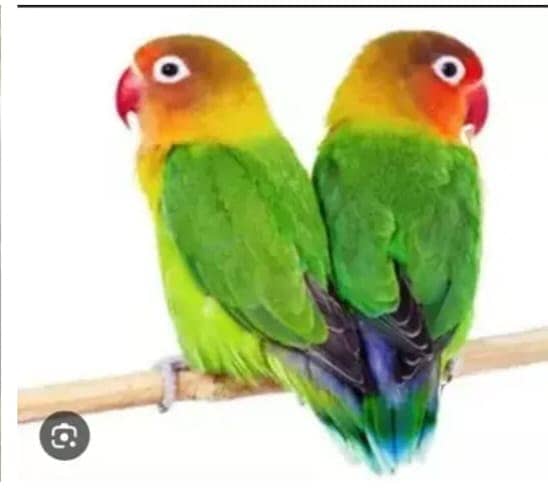 LATINO, PASTEL,FISHER,BIG EYES,LOVE BIRDS BREADER PAIRS FOR SALE 1