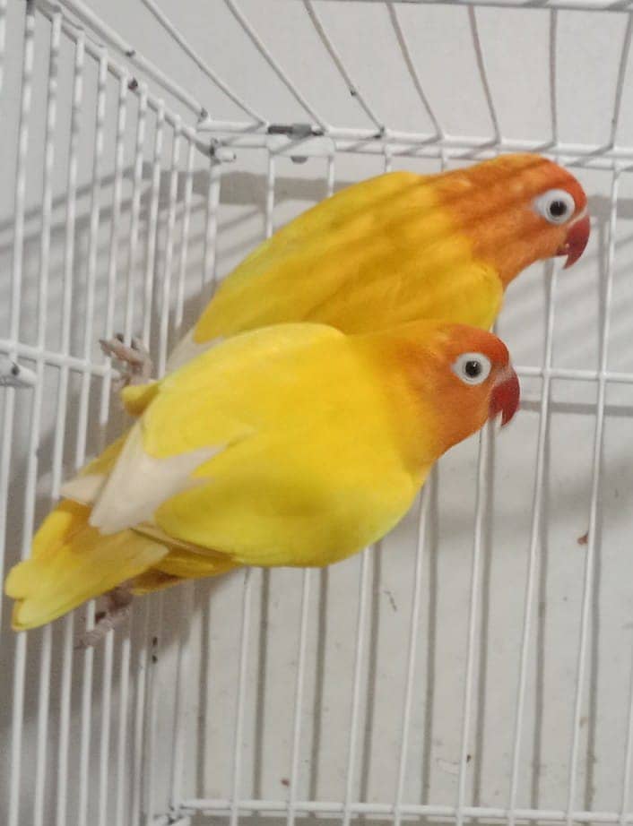 LATINO, PASTEL,FISHER,BIG EYES,LOVE BIRDS BREADER PAIRS FOR SALE 2