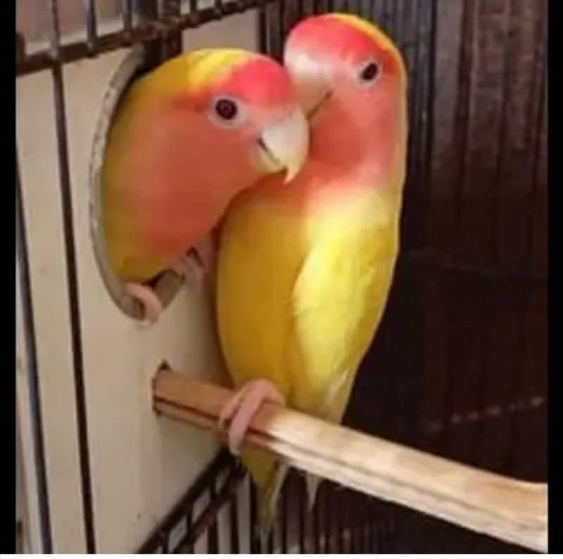 LATINO, PASTEL,FISHER,BIG EYES,LOVE BIRDS BREADER PAIRS FOR SALE 3