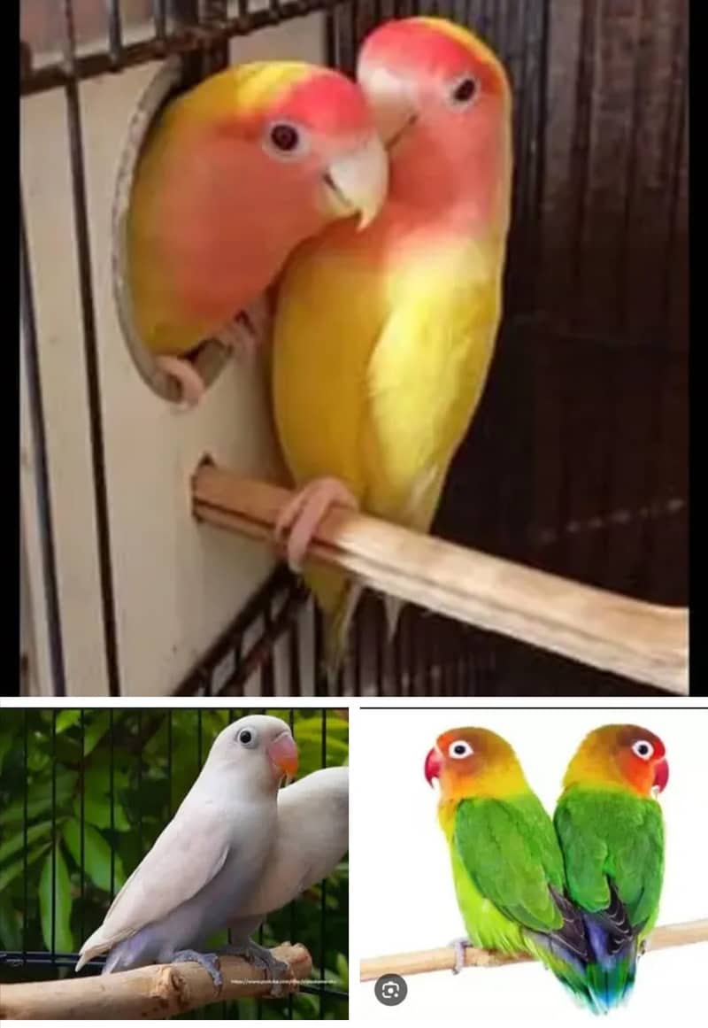 LATINO, PASTEL,FISHER,BIG EYES,LOVE BIRDS BREADER PAIRS FOR SALE 4