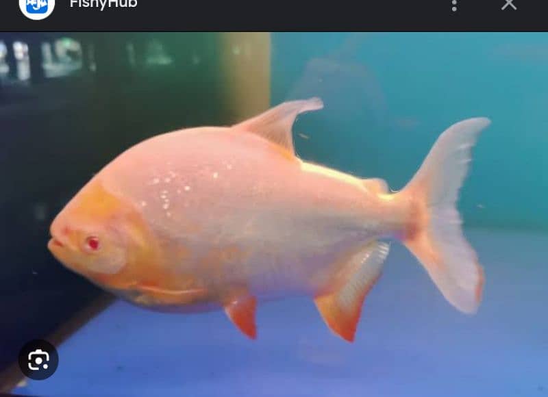 Albino pacu  03102868911 0