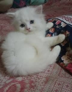 Persian double coated male kitten with grey blue eyes