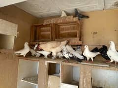 Kabootar (Pigeons) for sale All