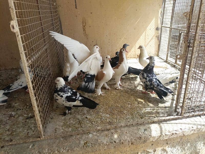 Kabootar (Pigeons) for sale All 1