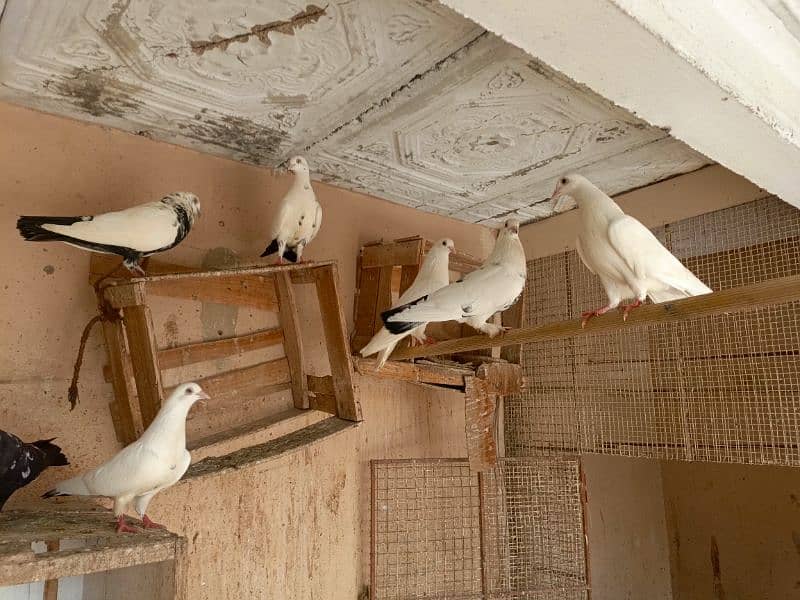 Kabootar (Pigeons) for sale All 3