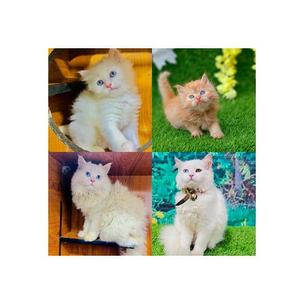 Persian hamalian british punch face piki face cat's and kitten's 0