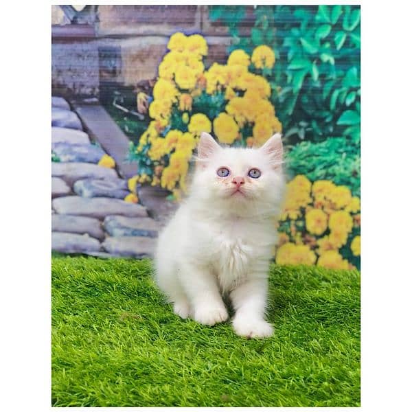 Persian hamalian british punch face piki face cat's and kitten's 11