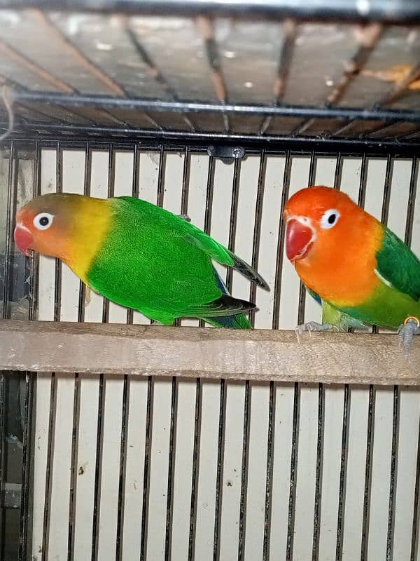 Jawa and love birds for sale 0