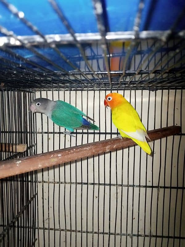 Jawa and love birds for sale 3