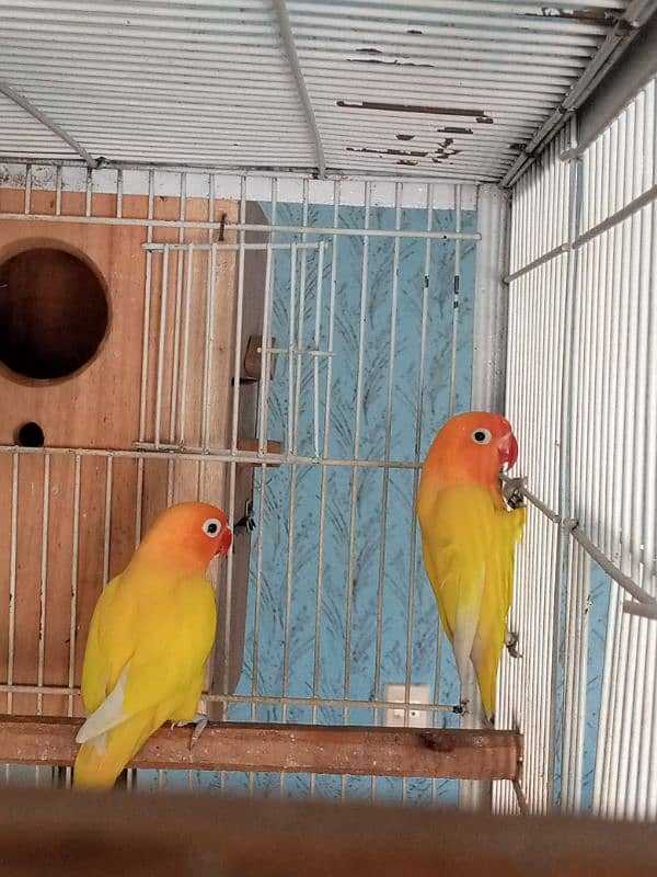 Jawa and love birds for sale 10