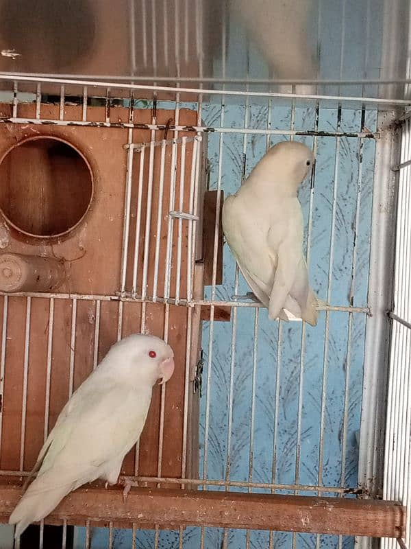 Jawa and love birds for sale 14