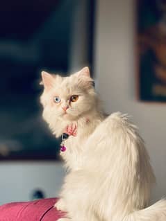 ODD eyes persian cat for sale