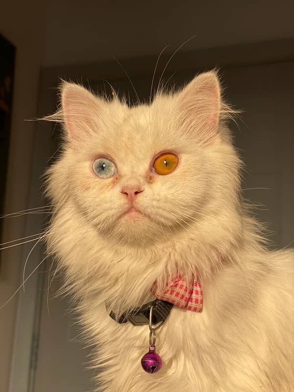 ODD eyes persian cat for sale 1