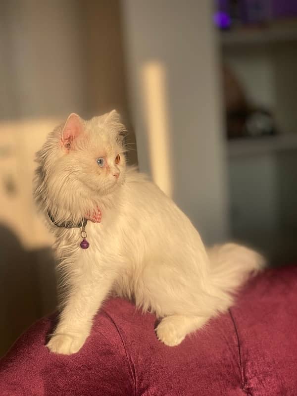 ODD eyes persian cat for sale 4