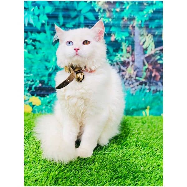 Persian hamalian british punch face piki face cat's and kitten's 5