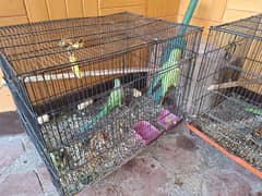 Green Parrots 2 pair for sale with Cage