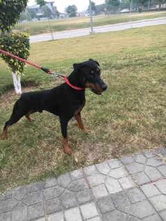 Doberman Male for Matting/Cross