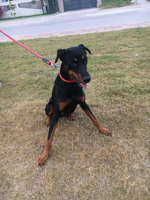 Doberman Male for Matting/Cross 1