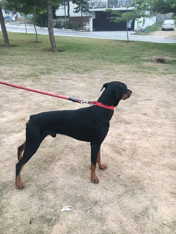 Doberman Male for Matting/Cross 2