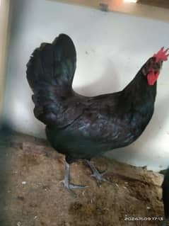 Australorp