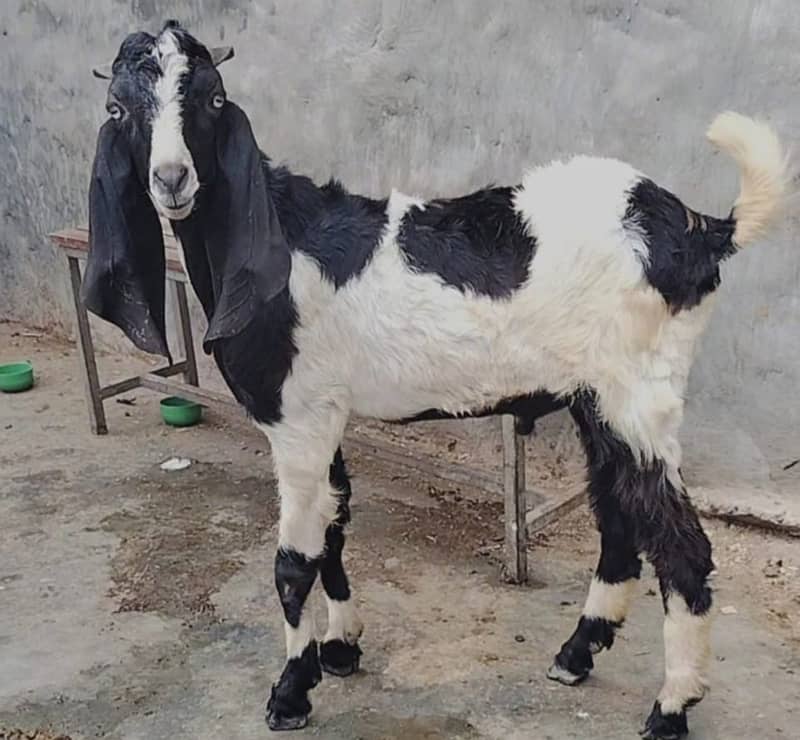 Goat | Bakri | Tedi |  Healthy | 2 dant | Teda | بکری | بکرے | khera 12