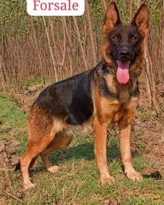 German shepherd dable coat