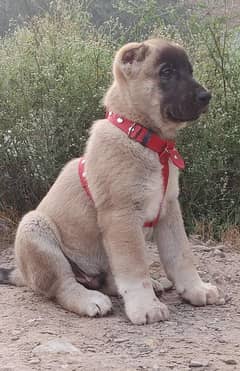 Kurdish Kangal security dog 3 months male for sale heavy bone