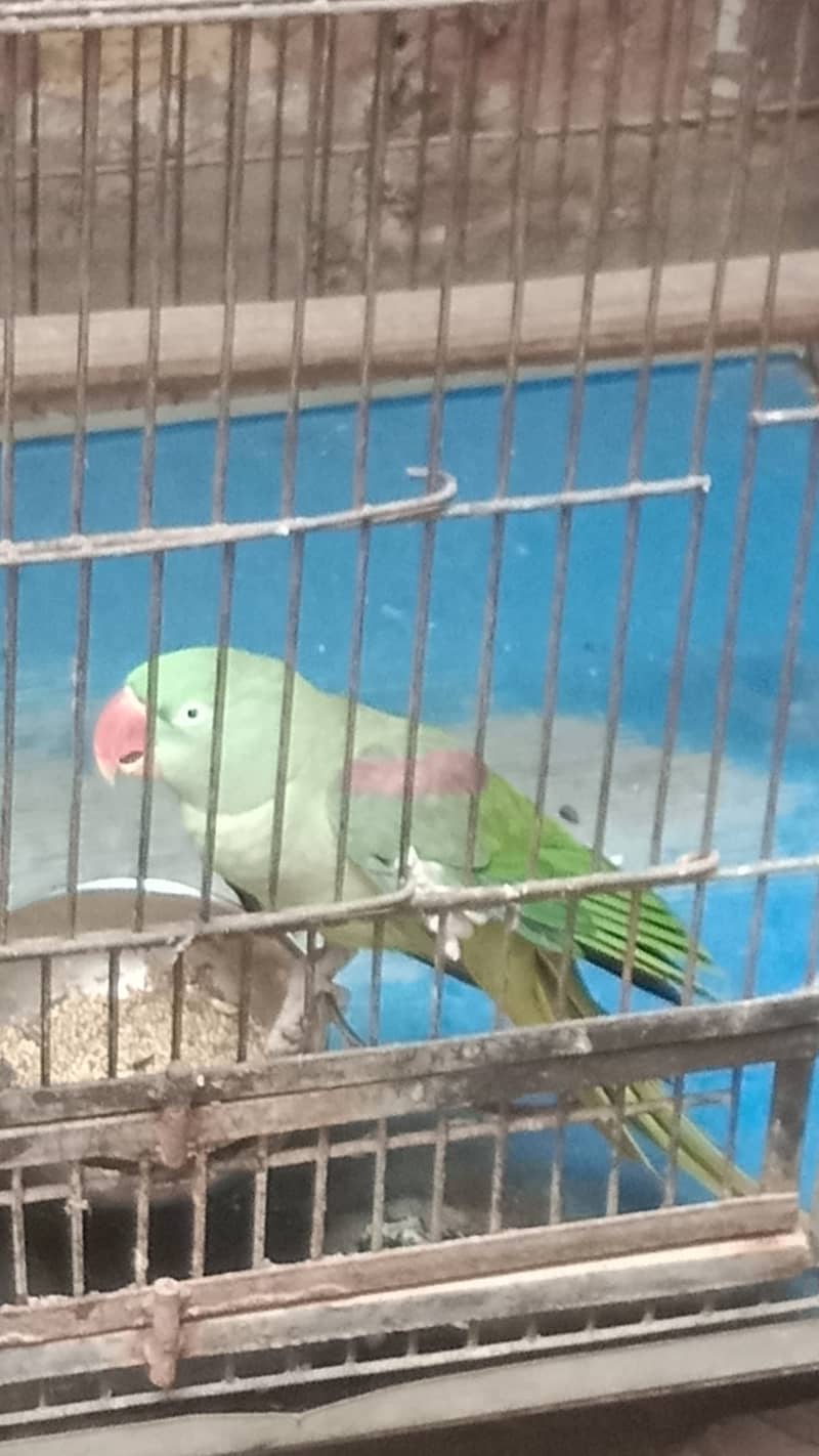 Raw parrot female 0