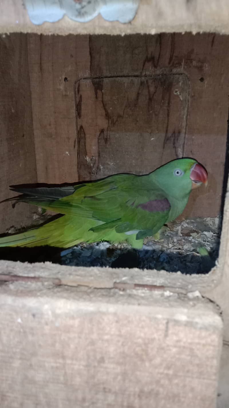 Raw parrot female 1