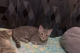 American curl and chertreux breed