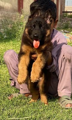 German Shepherd long coat male 2 month for sale